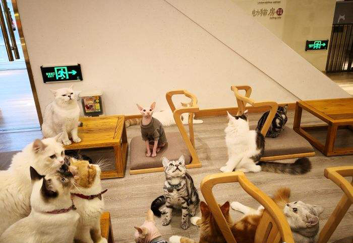 全球猫赛和犬赛了解和协会信息